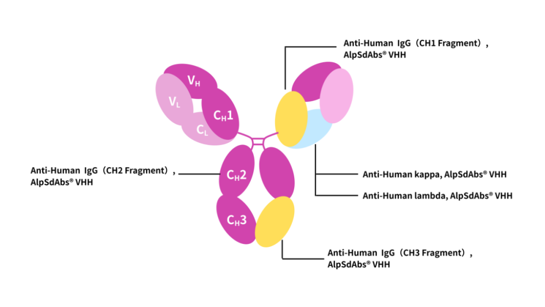 Antibody Drug Detection Innovation (Ⅰ) | Recombinant Anti-Human IgG CH1 Nano-Secondary Antibody