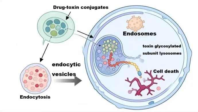 ADC Internalization Special Topic – (IV) Comprehensive Analysis of ADC Internalization Detection Methods: Methods, Differences, and Application Recommendations