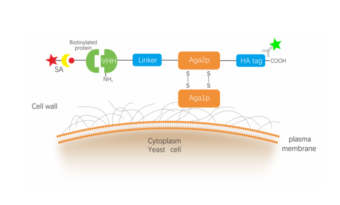 Principle of Yeast Surface Display