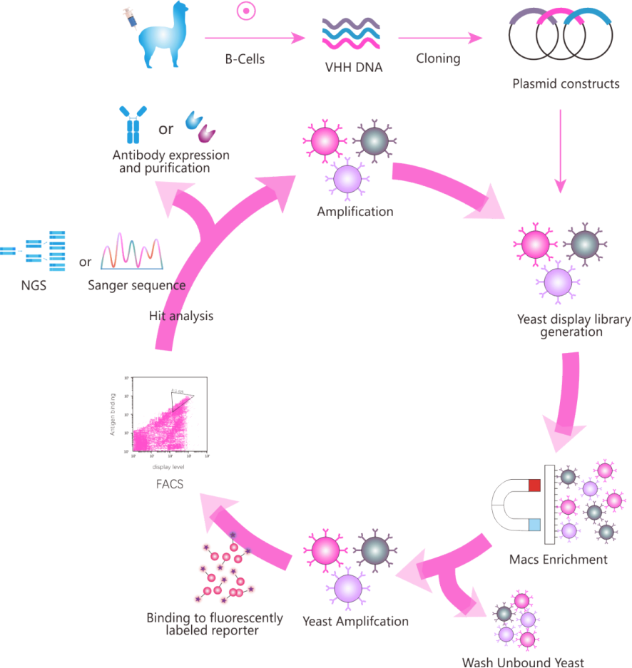 Yeast Surface Display screening Workflow