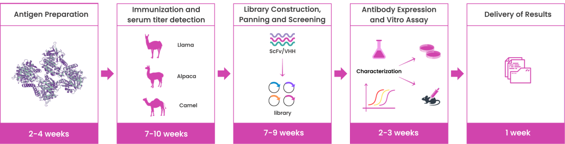 Single-Domain Antibody Development Workflow