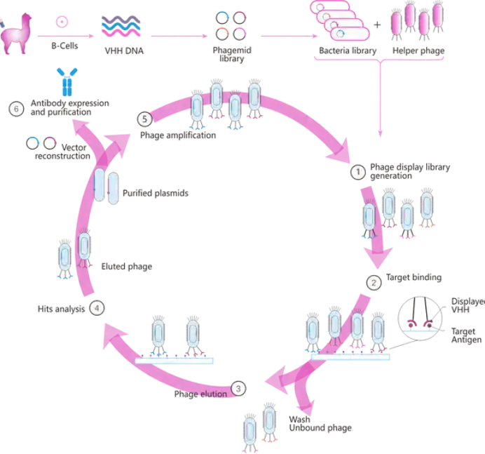Phage Display Technology for High-Affinity VHH Nanobody Discovery