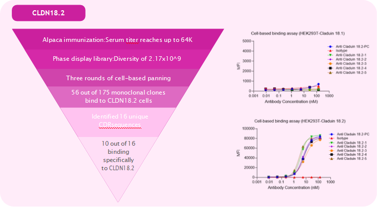 Phage Display Technology for High-Affinity VHH Nanobody Discovery