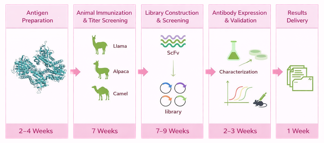 Phage Display Technology for High-Affinity VHH Nanobody Discovery