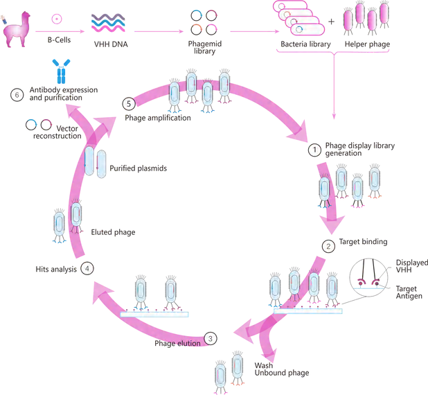 Phage Display Technology for High-Affinity VHH Nanobody Discovery
