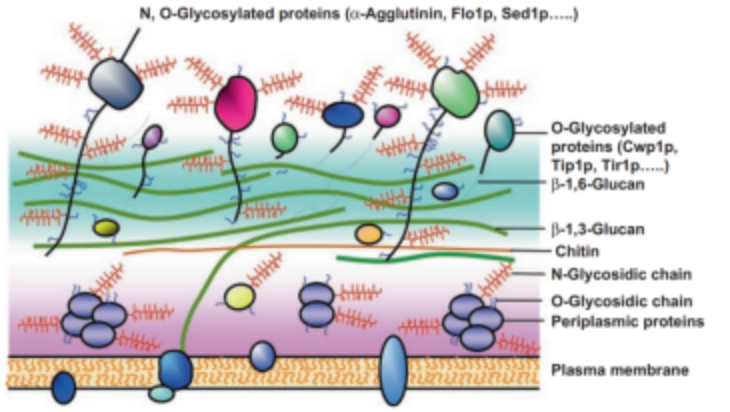 Yeast Display vs. Phage Display: How to choose Nanobody Discovery platform?cid=13