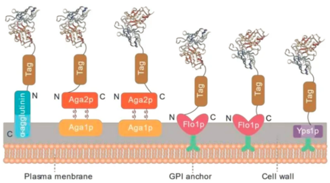 Yeast Display vs. Phage Display: How to choose Nanobody Discovery platform?cid=13