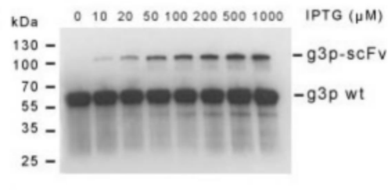Yeast Display vs. Phage Display: How to choose Nanobody Discovery platform?cid=13