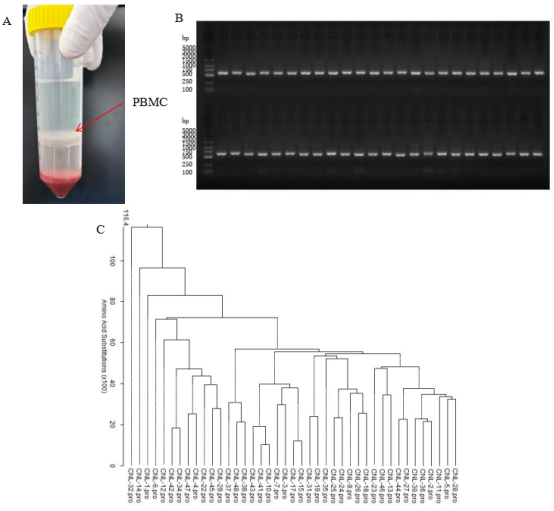 AlpVHHs-PBMC-isolation-process-for-VHH-library