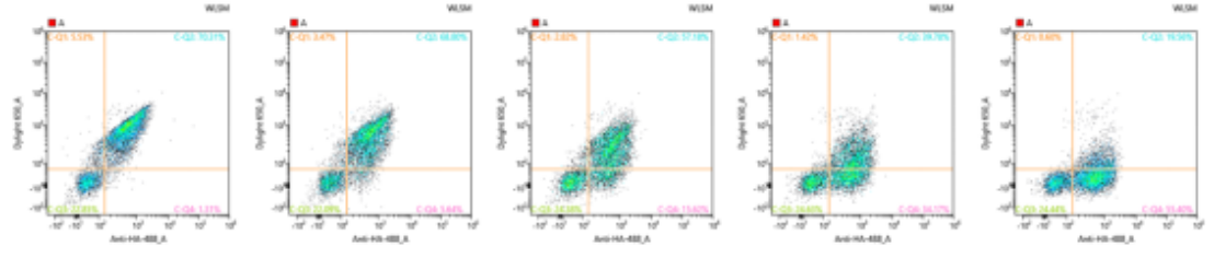 Yeast Display vs. Phage Display: How to choose Nanobody Discovery platform?cid=13