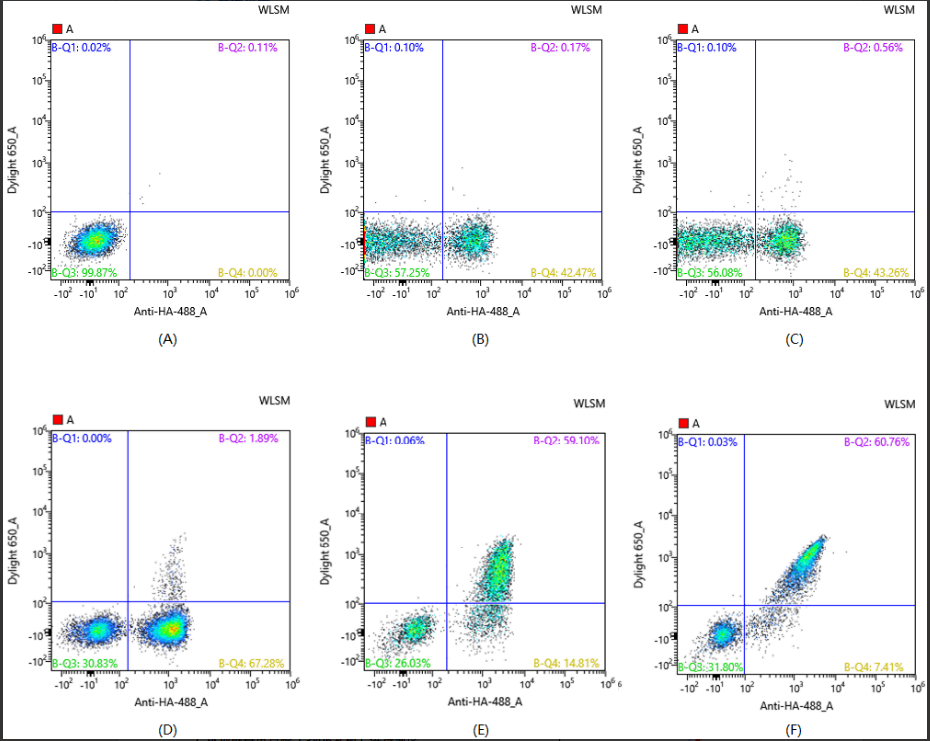 AlpVHHs Large Naïve VHH Library: Accelerating Rapid Nanobody Discovery