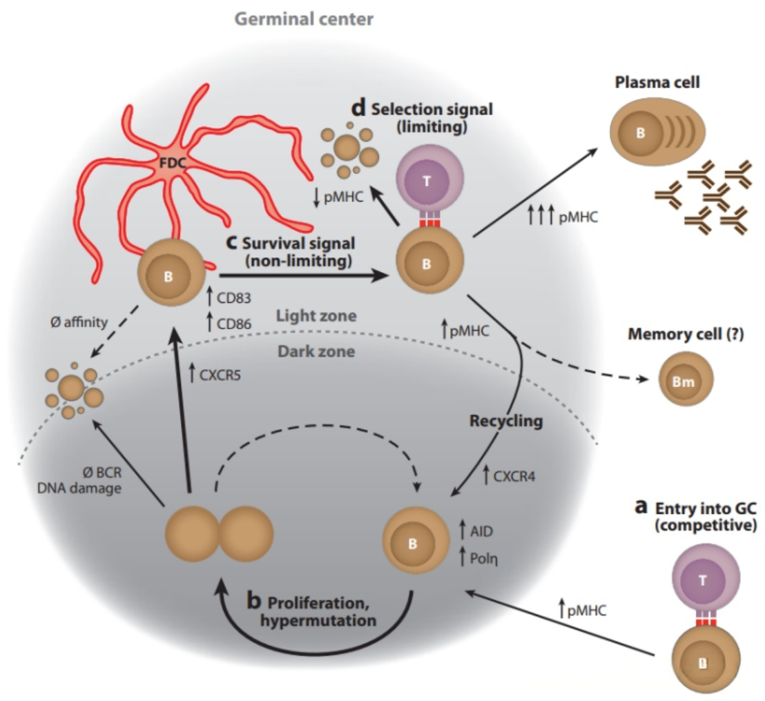 GC selection model based on affinity
