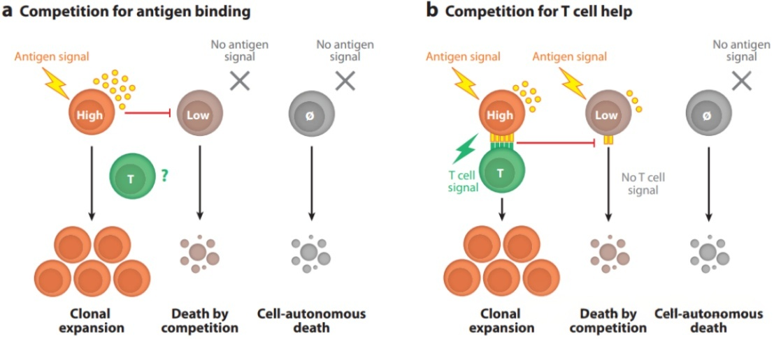 B cell selection in germinal centers is mainly limited by T cell help.