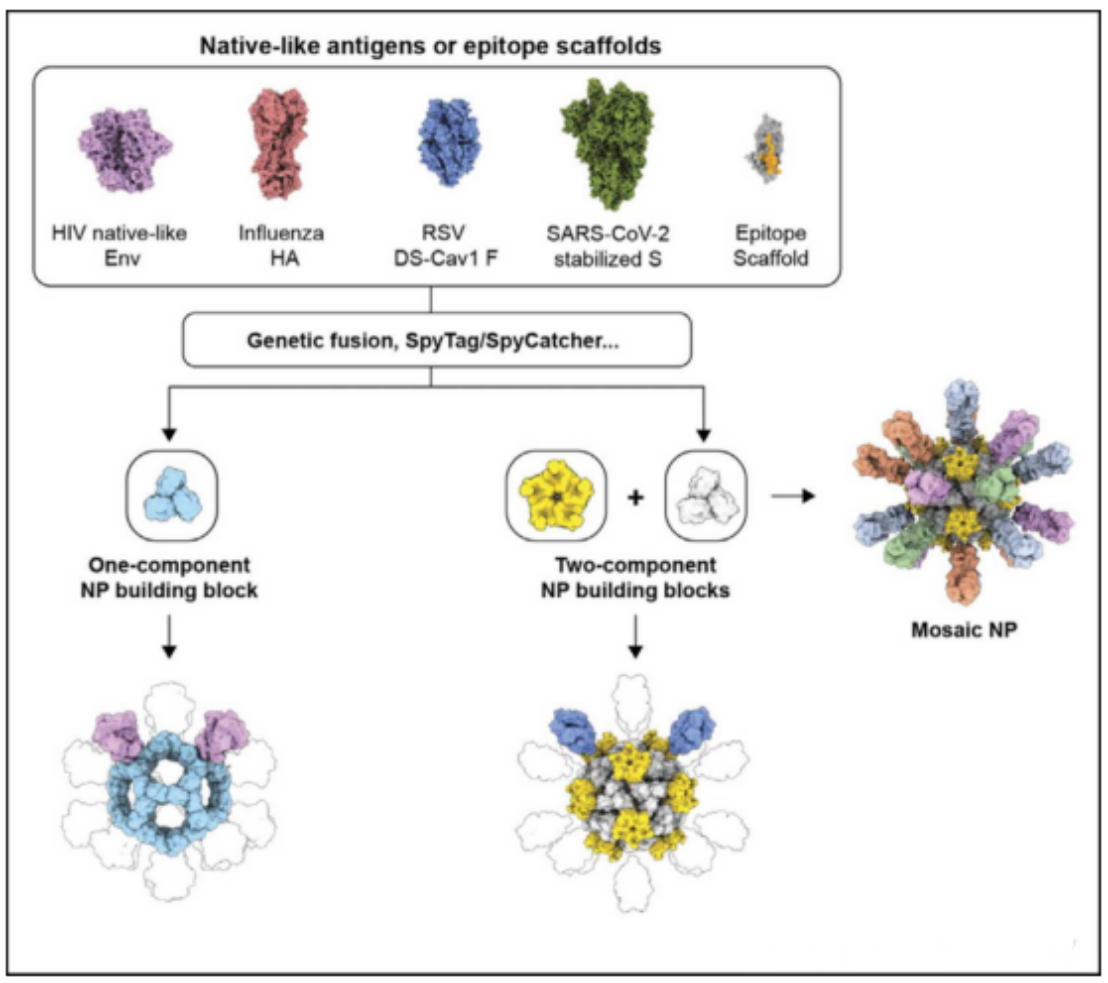 Schematic diagram of a vaccine immunogen developed using a computationally designed NP system