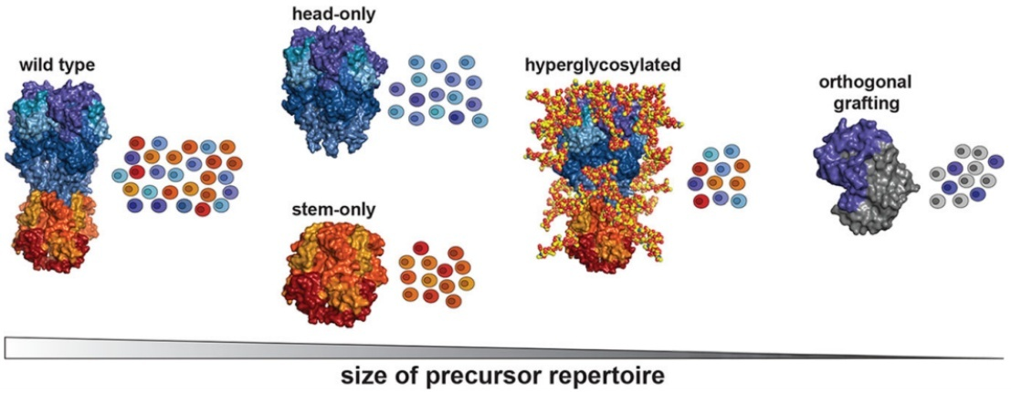 Engineered immunogens focus B cell responses.