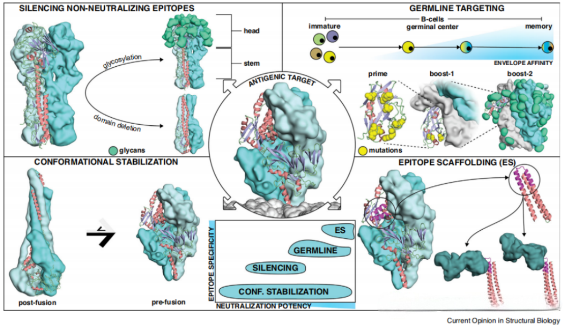 Combination design of antigen engineering strategies