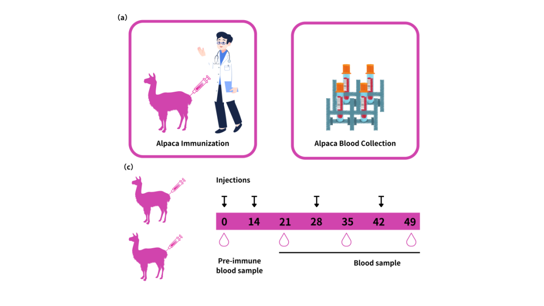 AlpVHHs Animal Immunization and Blood Collection