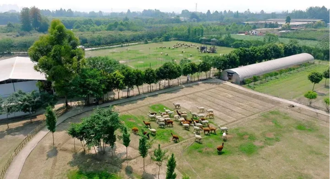 AlpVHHs Camelidae farm