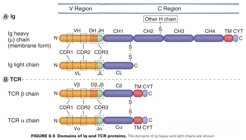 Domains of Ig and TCR proteins.png