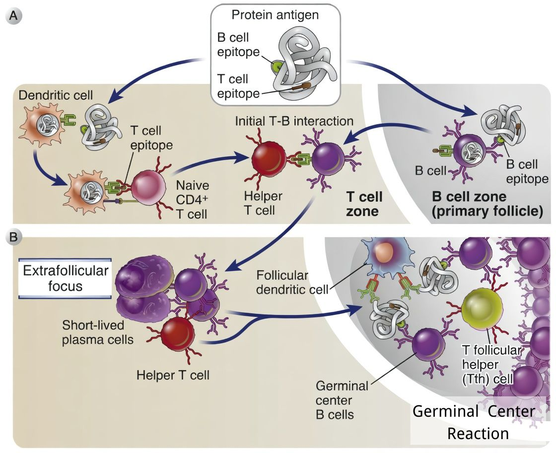 Sequence of events in humoral immune responses to T cell-dependent protein antigens.png