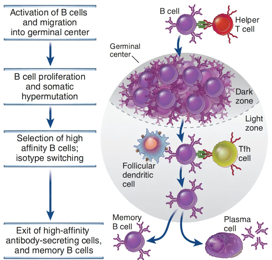 Germinal Center Reaction in a Lymph Node.png