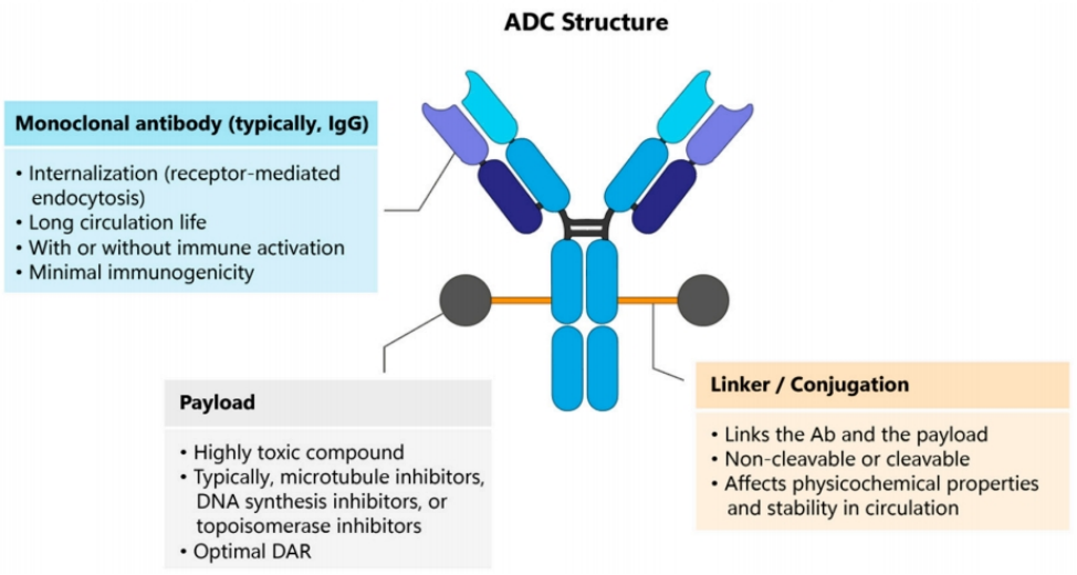 Application prospect of single-domain antibody in ADC drug
