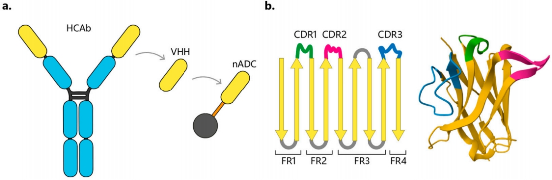 Application prospect of single-domain antibody in ADC drug