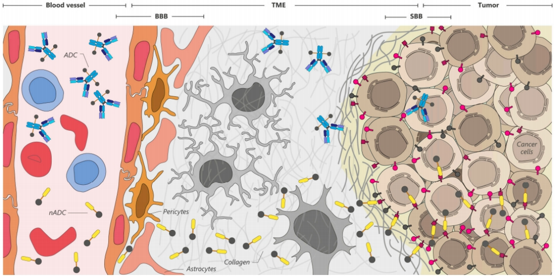 Application prospect of single-domain antibody in ADC drug