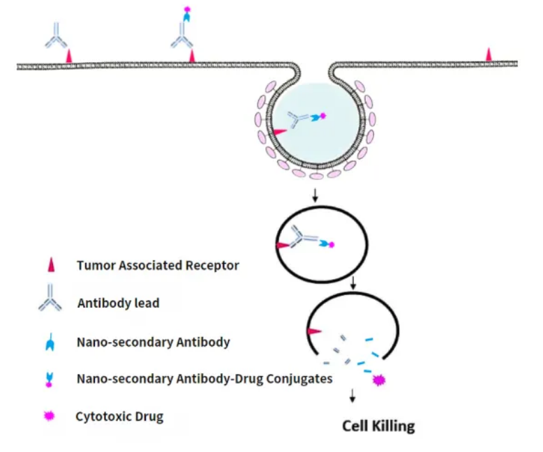 Application prospect of single-domain antibody in ADC drug