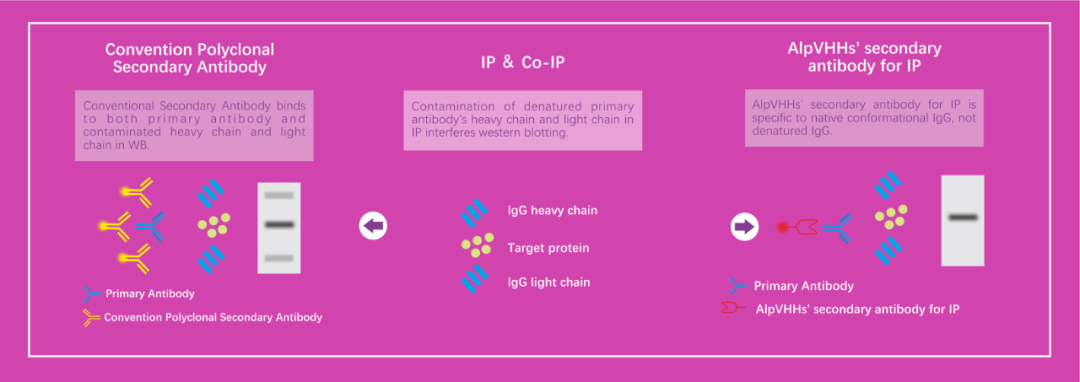 How to Eliminate Heavy and Light Chain Interference in IP/Co-IP: The Power of Nano-Secondary Antibodies