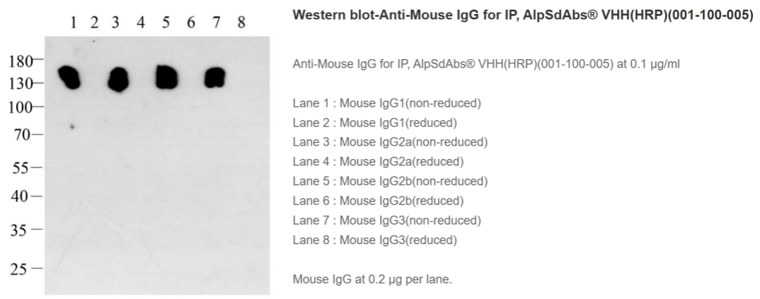 How to Eliminate Heavy and Light Chain Interference in IP/Co-IP: The Power of Nano-Secondary Antibodies