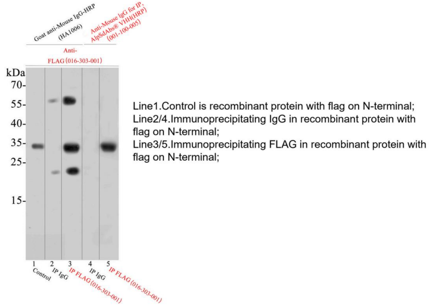 How to Eliminate Heavy and Light Chain Interference in IP/Co-IP: The Power of Nano-Secondary Antibodies