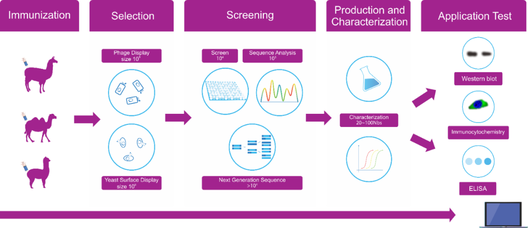 How to Eliminate Heavy and Light Chain Interference in IP/Co-IP: The Power of Nano-Secondary Antibodies