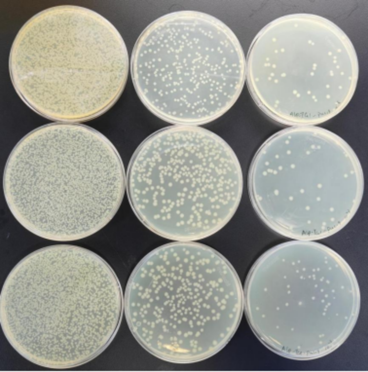 TG1 Electroporation Delivers Ultra-High Transformation Efficiency 4 x 1010 for Phage Library Construction