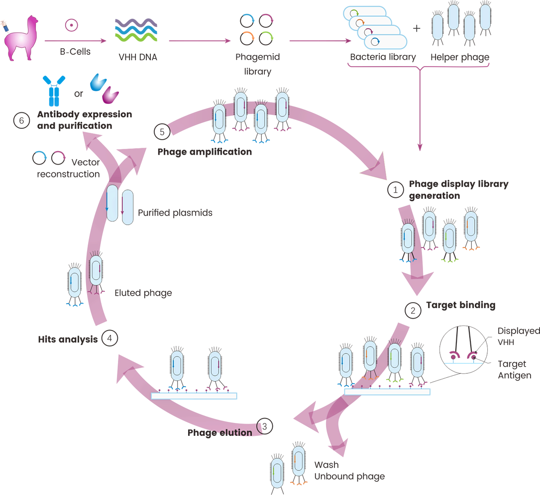 TG1 Electroporation Delivers Ultra-High Transformation Efficiency 4 x 1010 for Phage Library Construction