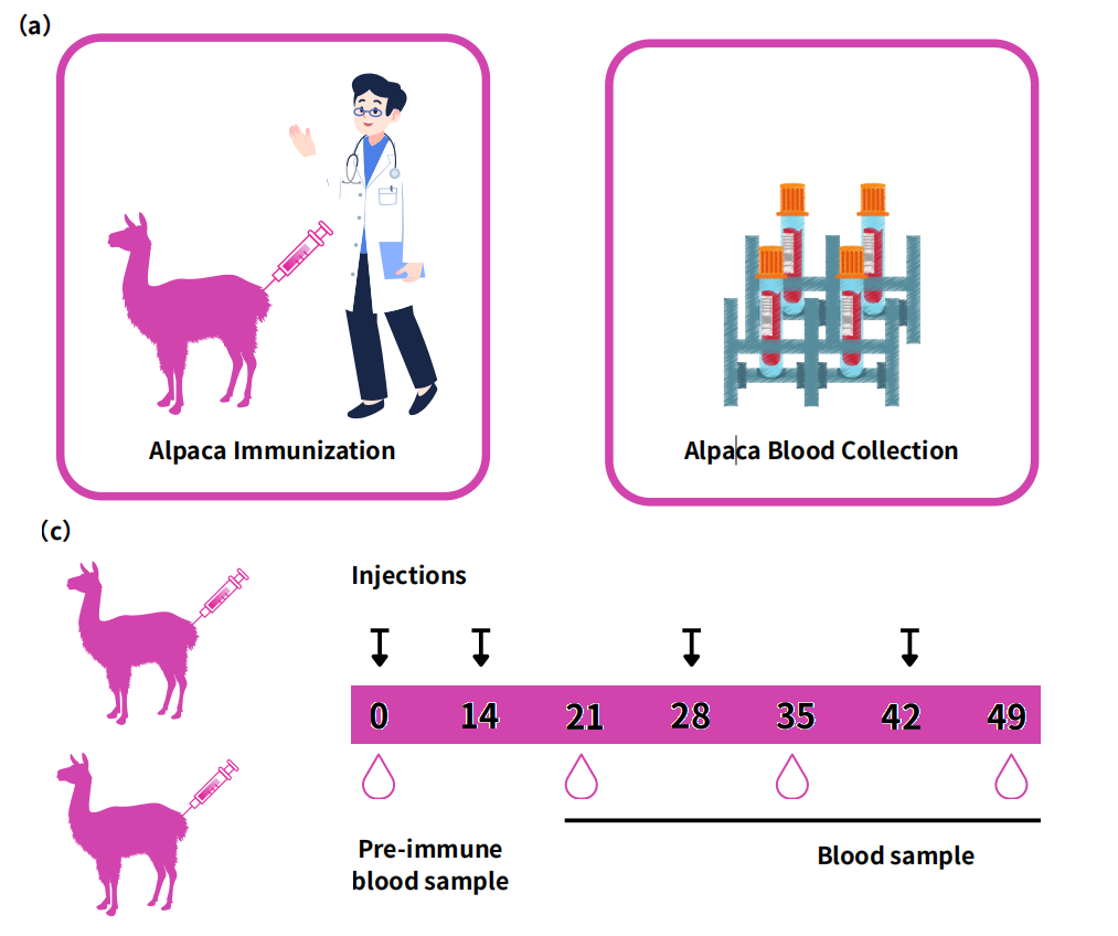 Freund's vs. Water-Soluble Adjuvants: Which is Better for Alpaca Immunization?cid=13
