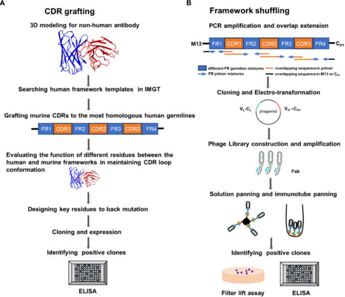 Technological Evolution of Antibody Humanization Design: From CDR Transfer to AI-Driven Multi-Objective Optimization