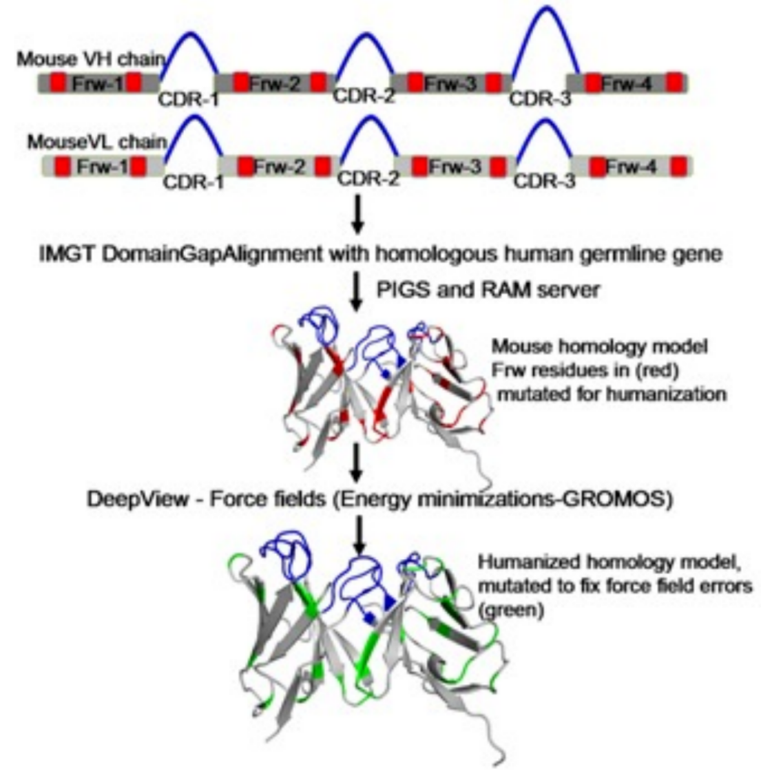 Technological Evolution of Antibody Humanization Design: From CDR Transfer to AI-Driven Multi-Objective Optimization