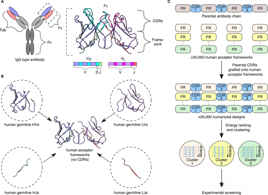 Technological Evolution of Antibody Humanization Design: From CDR Transfer to AI-Driven Multi-Objective Optimization