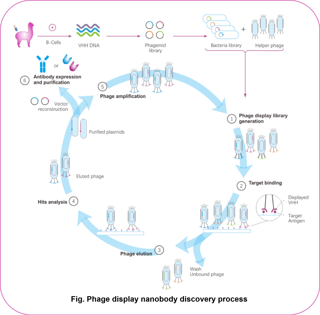 Essential Tool for Phage Display System - M13 Nano-Secondary Antibodies