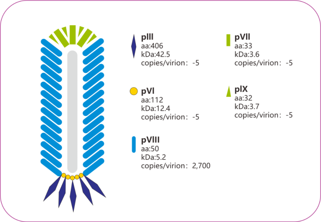 Essential Tool for Phage Display System - M13 Nano-Secondary Antibodies