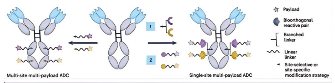 Rapid In Vitro Cytotoxicity Testing Methods for Dual-Toxin ADCs --A new and efficient screening strategy for next-generation ADC development