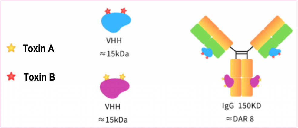 Rapid In Vitro Cytotoxicity Testing Methods for Dual-Toxin ADCs --A new and efficient screening strategy for next-generation ADC development