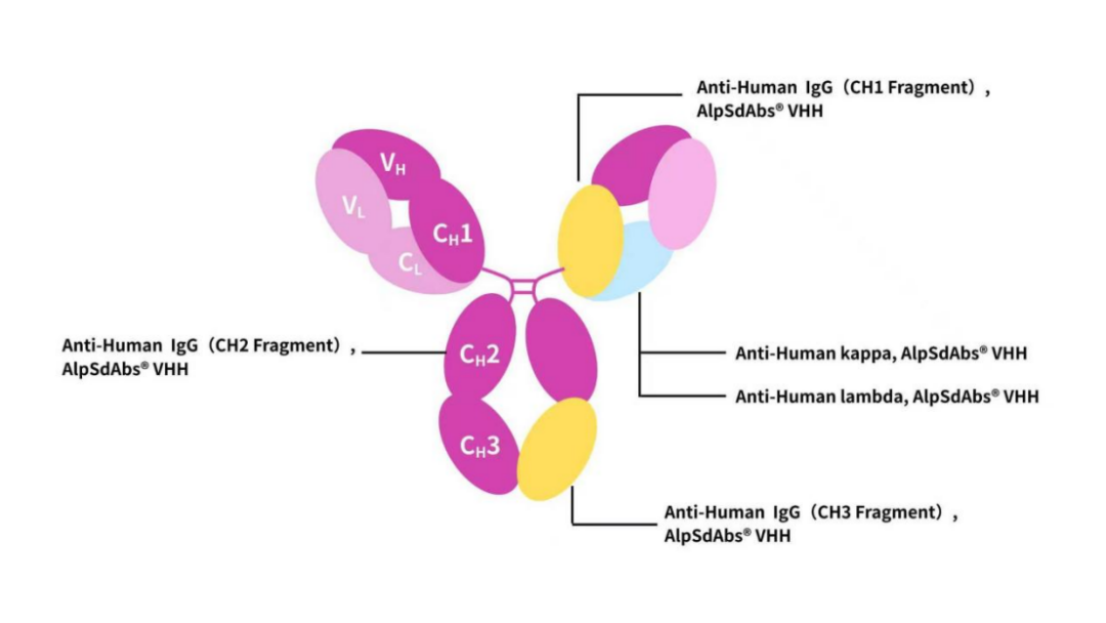 Antibody Drug Testing Innovation (Ⅳ) | Recombinant Anti-human IgG Kappa and Lambda Nano-Secondary Antibody