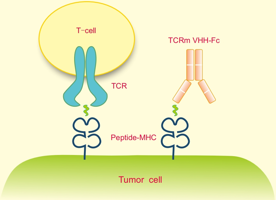 Mechanism of action of TCRm single-domain antibody development