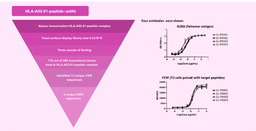 Development of TCR-mimic VHH Antibody