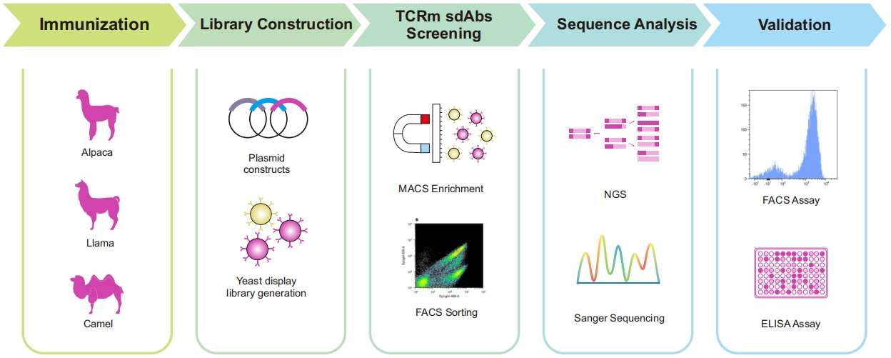 Development of TCR-mimic VHH Antibody