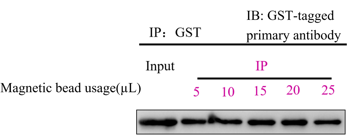 Testing of different amounts of GST magnetic beads