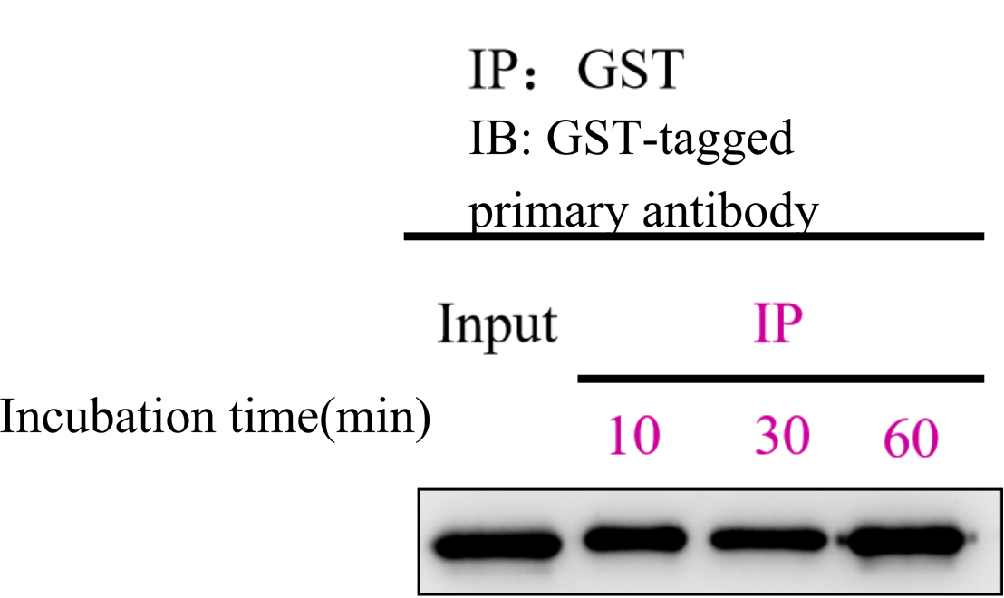 Testing of GST magnetic beads with different incubation times