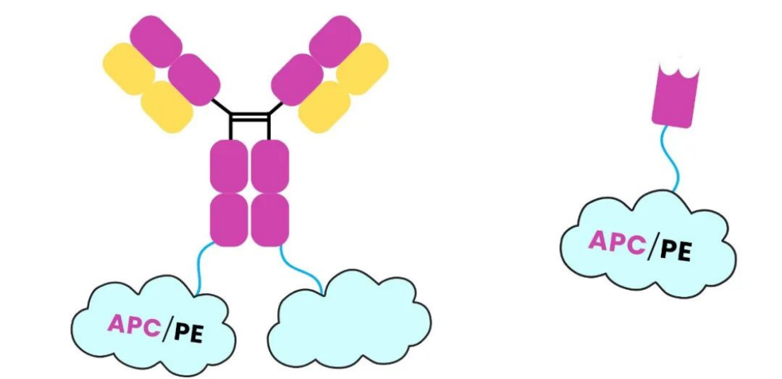 Major technological breakthrough: Successful expression of antibody fusion with PE and APC